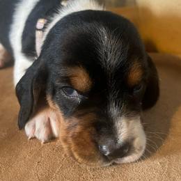 Baby Ru (light purple) - Black brown and white female Basset Hound puppy in Hay Springs, Nebraska from Rain and Snow Bassets