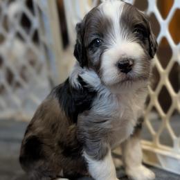Titan - Blue merle male Aussiedoodle puppy in New Durham, New Hampshire from Ridgeview Aussiedoodles