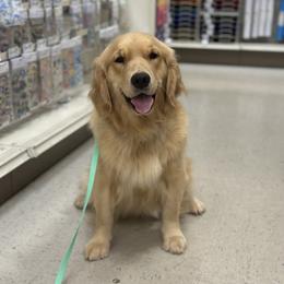 Maggie - Golden Retriever