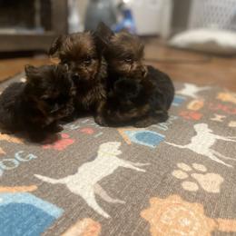 Yorkshire Terrier Puppies from Top Notch Pupz