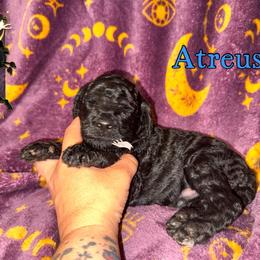 Atreus - Black male Poodle puppy in Winston Salem, North Carolina from Bewitching Kennels