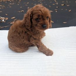 Charlie - Red male Cavapoo puppy in Lincolnton, North Carolina from Home Sweet Home Puppies