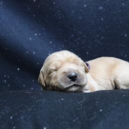 Girl 1 - female Golden Retriever puppy in Great Falls, Montana from VS Golden Fields