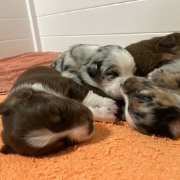 Miniature Australian Shepherd Puppies from Blue Skye's Miniature Australian Shepherds