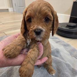 Acadia (Cady) Pink collar - Red female Cavapoo puppy in Nephi, Utah from Salt Creek Doodles