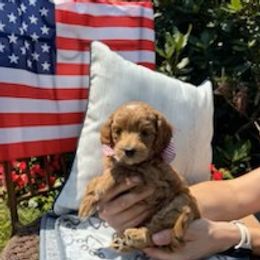 Blaze - Cream male Goldendoodle puppy in Lillington, North Carolina from Peace, Love, and Puppies at the Creek