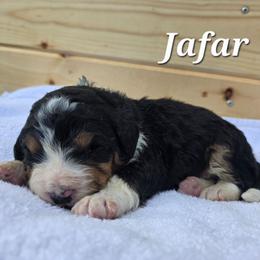 Jafar - Tri-color male Bernedoodle puppy in Blackfoot, Idaho from Draper Mountain Doodles