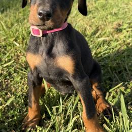 Gucci - Black and rust female Doberman Pinscher puppy in Winchester, Ohio from 32 Farms