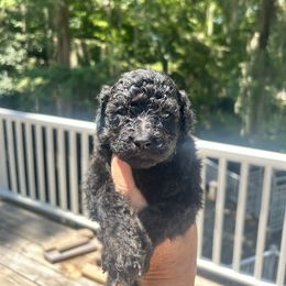 Bridget - Black female Poodle puppy in Titus, Alabama from Paws & Kisses