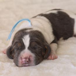 Blue - Black and brown male Basset Hound puppy in Surprise, Arizona from Howlin Hounds