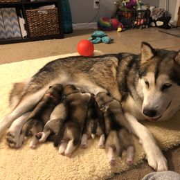 Alaskan Malamute Puppies from Sigma Alaskan Malamutes