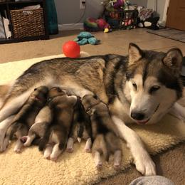 Alaskan Malamute Puppies from Sigma Alaskan Malamutes