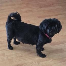 Mocha - Shih Tzu
