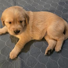 Gray Collar - Golden female Golden Retriever puppy in El Dorado Hills, California from Asperheim Golden Retriever Puppies