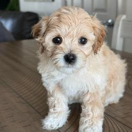 Meadow - female Cavapoochon puppy in Mt. Pleasant, Iowa from Platinum Premier Puppies