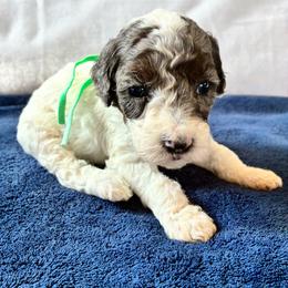 Snow White - Merle female Cockapoo puppy in Adrian, Oregon from ApplebyFarm