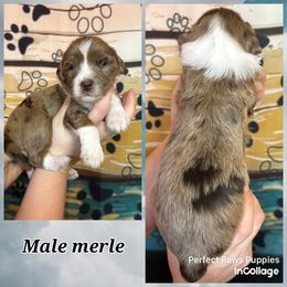Boy 3 - Brown merle male Aussiedoodle puppy in Hillsboro, Illinois from Perfect Paws Puppies