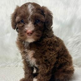 Clove - Chocolate male Australian Labradoodle puppy in Helena, Montana from Labradoodles of Montana