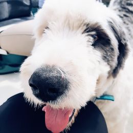 Guilherme - Old English Sheepdog