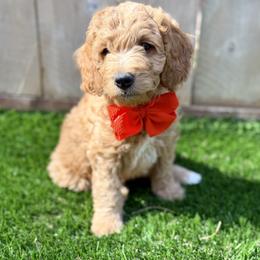 Goldendoodle Puppies from Seaside Doodle Co.