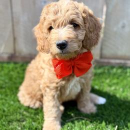 Goldendoodle Puppies from Seaside Doodle Co.