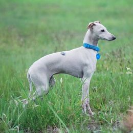 Poetry - Italian Greyhound