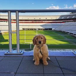 Goldendoodles from Moore Goldendoodles