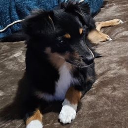Lil Man - Black tri male Toy Australian Shepherd puppy in Jacksonville, Florida from The Stanley's Little Aussies