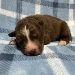 AKC Cooper - Red and white male Siberian Husky puppy in Centreville, Maryland from Huskies By the Bay