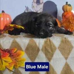 Dark Blue Collar - Sable male German Shepherd puppy in Cadet, Missouri from Working Valley Shepherds