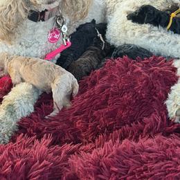 Poodle Puppies from Royal Dixie Poodles