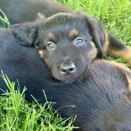 Mountain Dew - Black tri male Miniature Australian Shepherd puppy in Lincoln, California from Country Dreams Mini Aussies