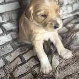 Black Collar Boy - Cream male Goldendoodle puppy in Colorado Springs, Colorado from Pikes Peak Doodles