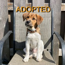 Qwin - White Companion Cross puppy in Indianapolis, Indiana from The Sharpeagle Barkery