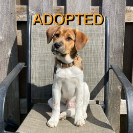 Qwin - White Companion Cross puppy in Indianapolis, Indiana from The Sharpeagle Barkery