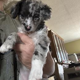 Mini - Black female Goldendoodle puppy in Waynesboro, Virginia from Forest Creek Kennel