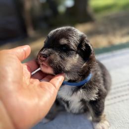 Blue Boy - Blue male Finnish Lapphund puppy in Redding, California from AlpenGlō Kennels
