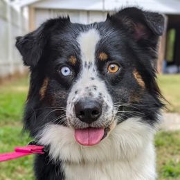 RAVEN - Australian Shepherd