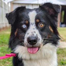 RAVEN - Australian Shepherd