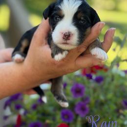 Rain - female Australian Mountain Doodle puppy in Henry, Illinois from Rowe Farms Doodles