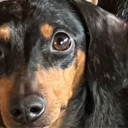 Pepper - Dachshund