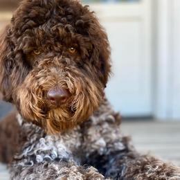 Guinness - Australian Labradoodle