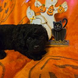 Roman - Black male Poodle puppy in Cedar Grove, North Carolina from Toy Poodles of NC
