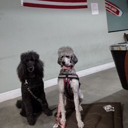 Havanese and Poodle All Grown Up from Curly Que Standard Poodles and Havanese