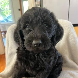 Blue - Black male Labradoodle puppy in Lowville, New York from Adirondack Labradoodles