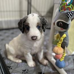 White collar - Merle female Bernedoodle puppy in Millsap, Texas from Gaston’s Posh Poodles and Doodles