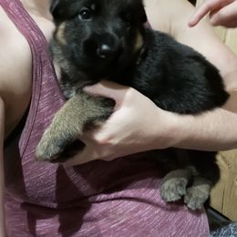 German Shepherd Puppies from McGarry German Shepherds