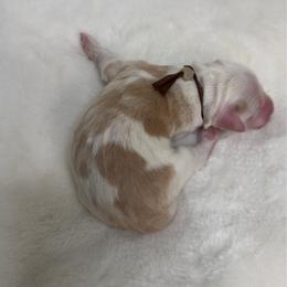 Honey - Brown and white female Sheepadoodle puppy in Los Angeles, California from Exquisite Doodles