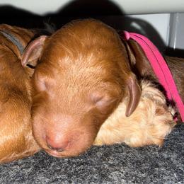 Pink - Red  female Poodle puppy in Keedysville, Maryland from Sunshine Red Standard Poodles