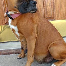 Boxers from Price Purebred Boxers